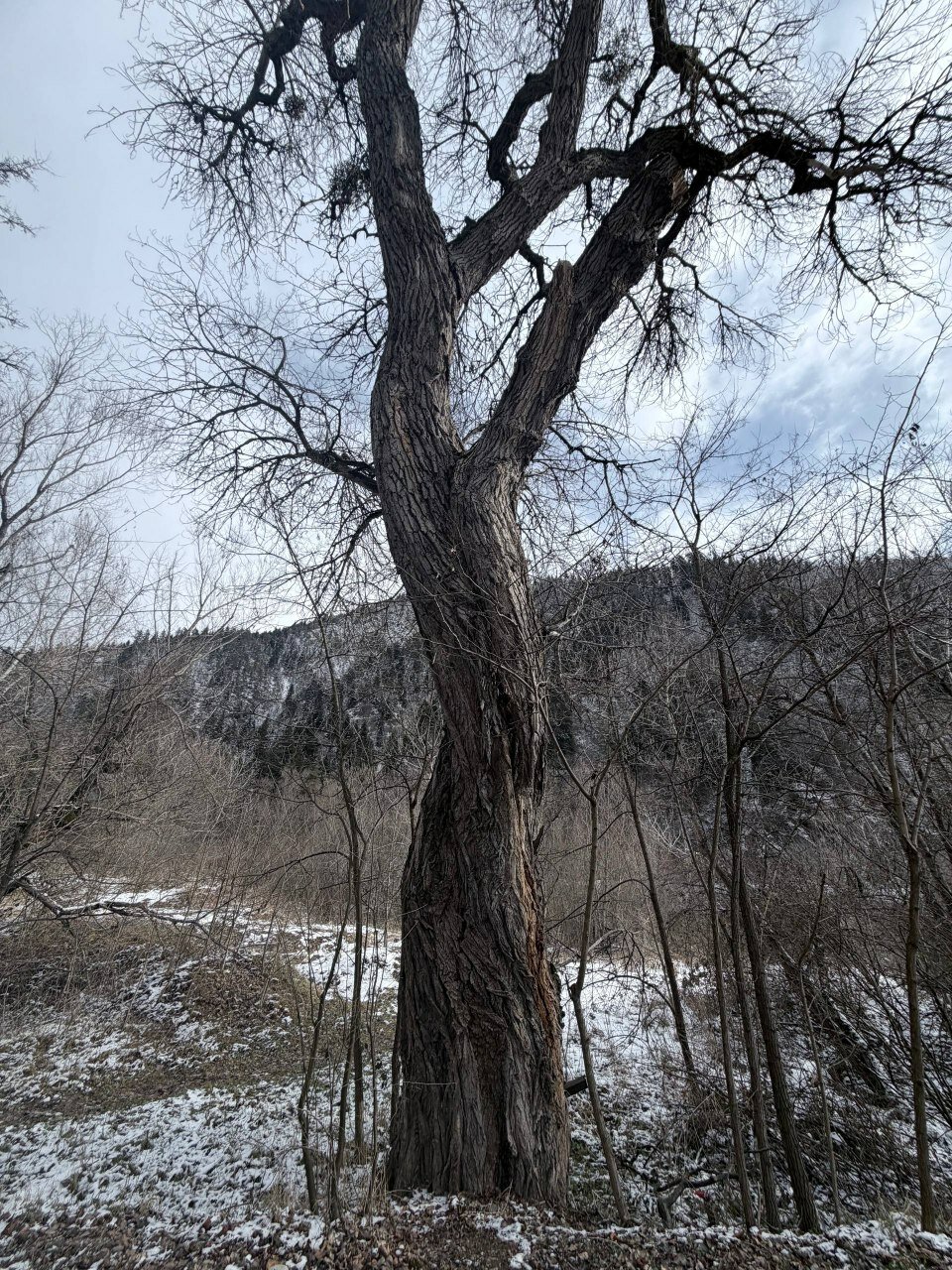 Фото Borjomi Likani