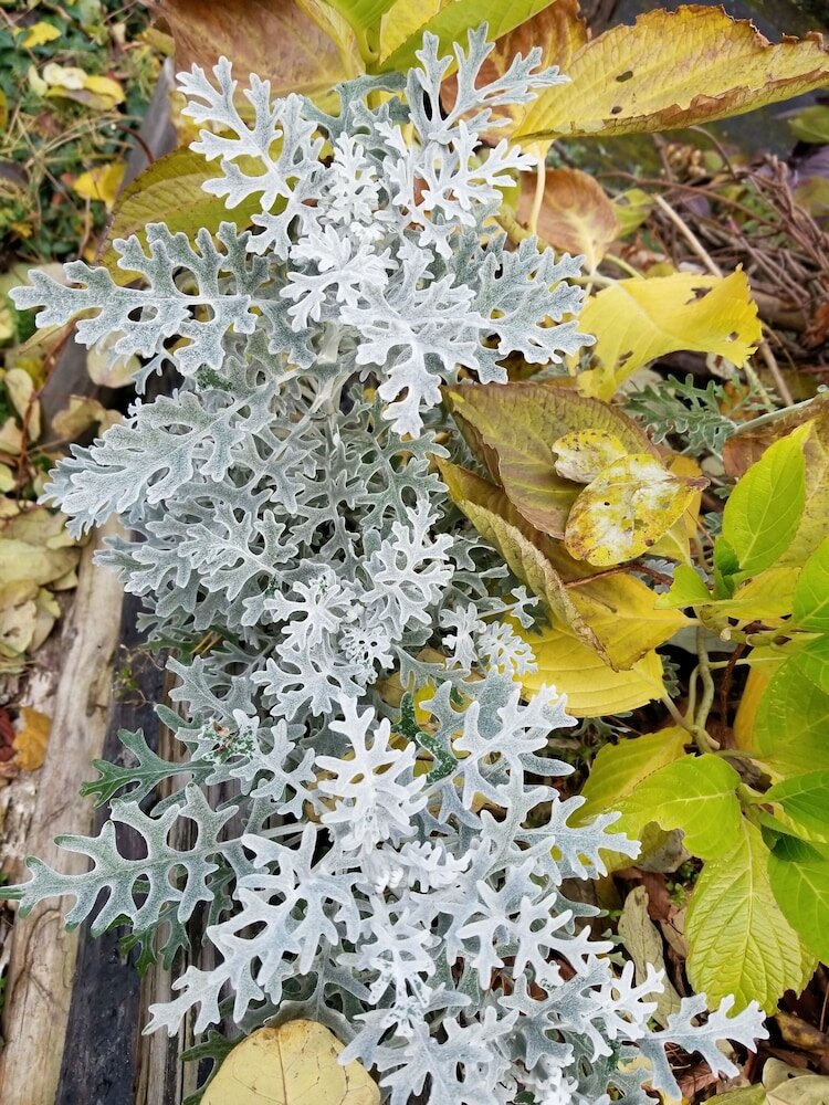 Фото Donguri House