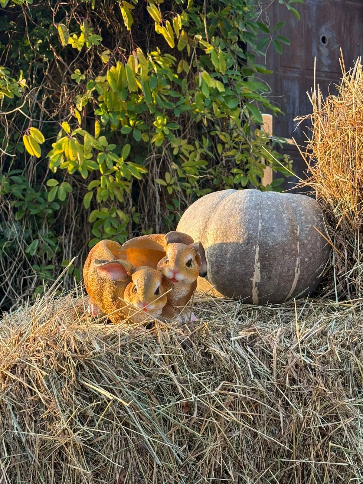 Фото Дом Кролика