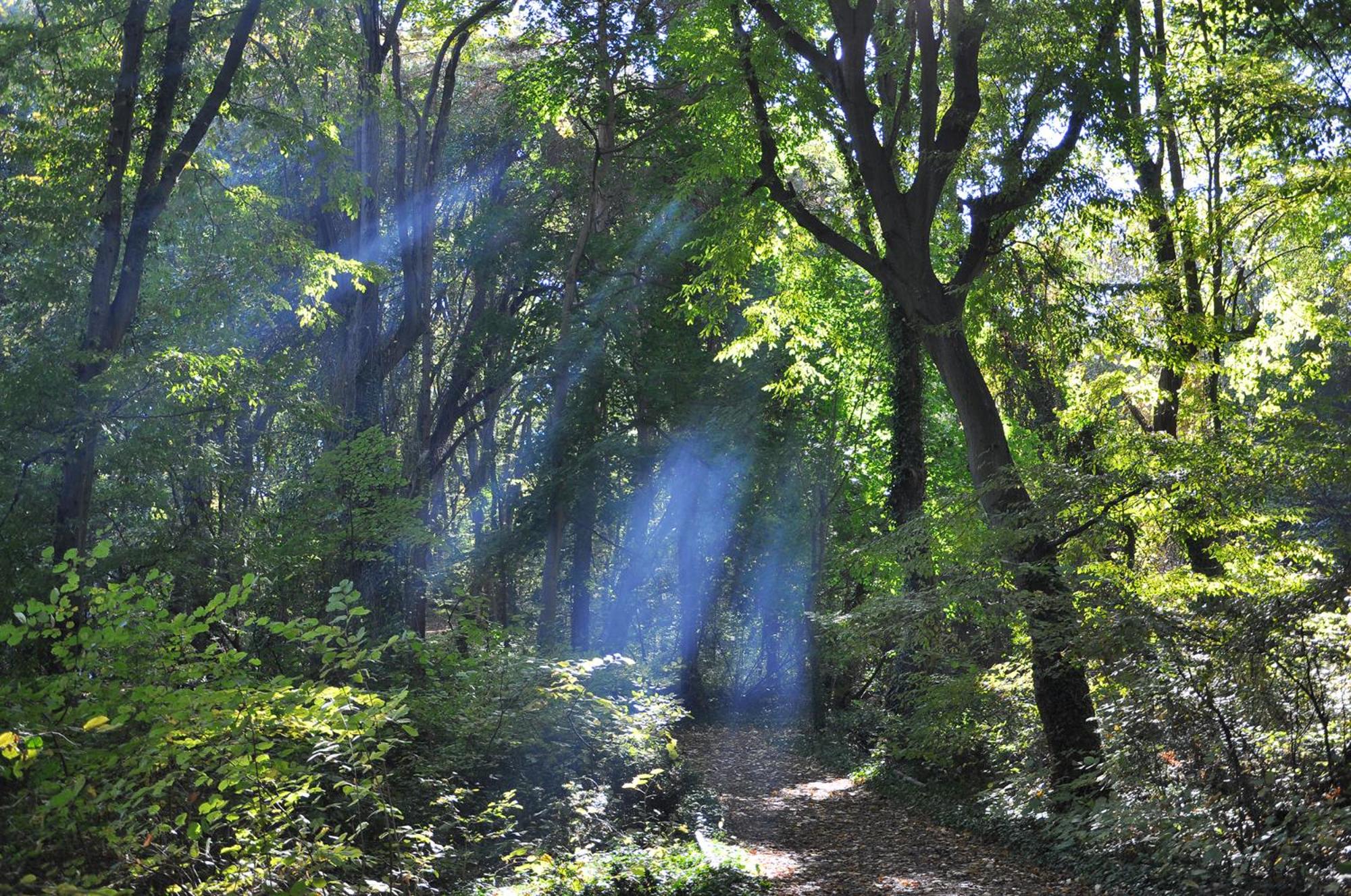 Фото Park hotel Bellevue