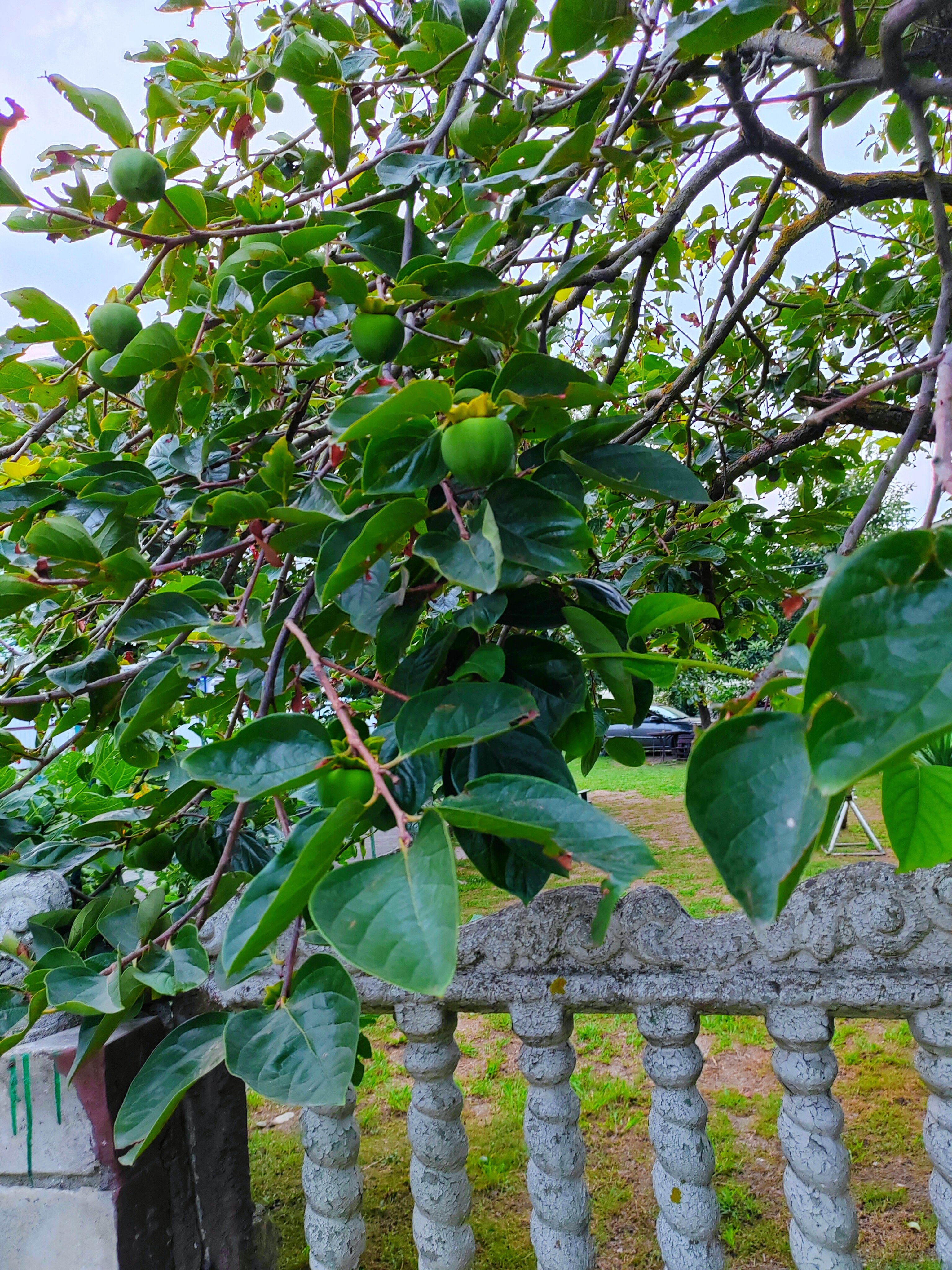 Фото ApsnyPearl-Жемчужина