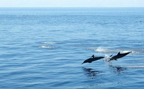 Гостиница White Villas Resort в Провинции Сикихор