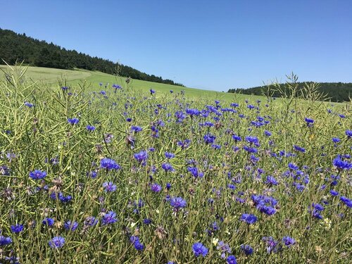 Гостиница Art et Création в Бриуде