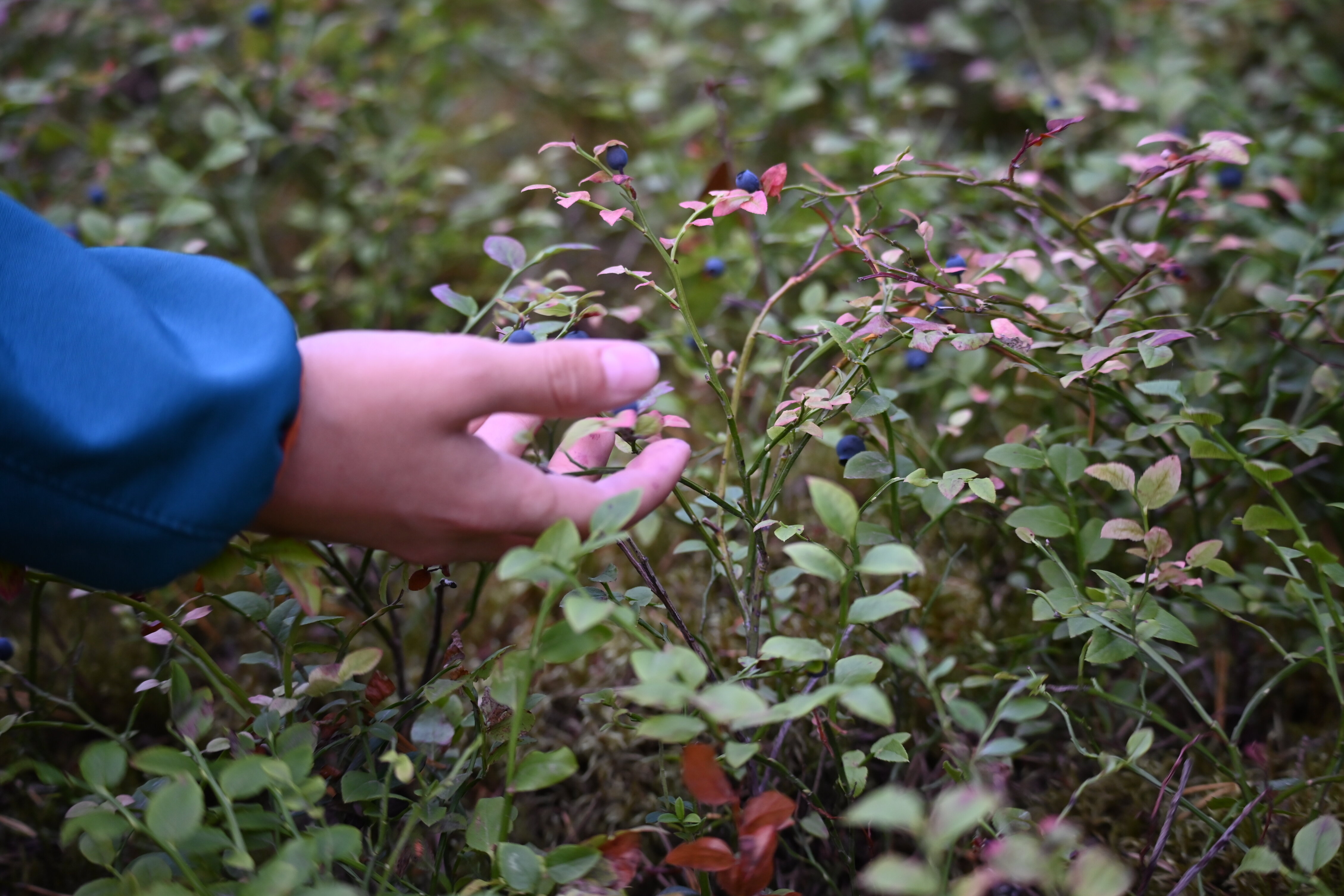 Фото Белый кит