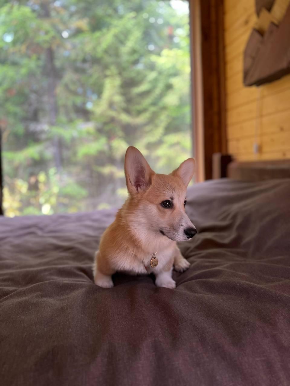 Фото Крепкие кровати