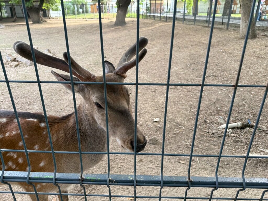 Zoo Zoo, Tashkent Province, photo