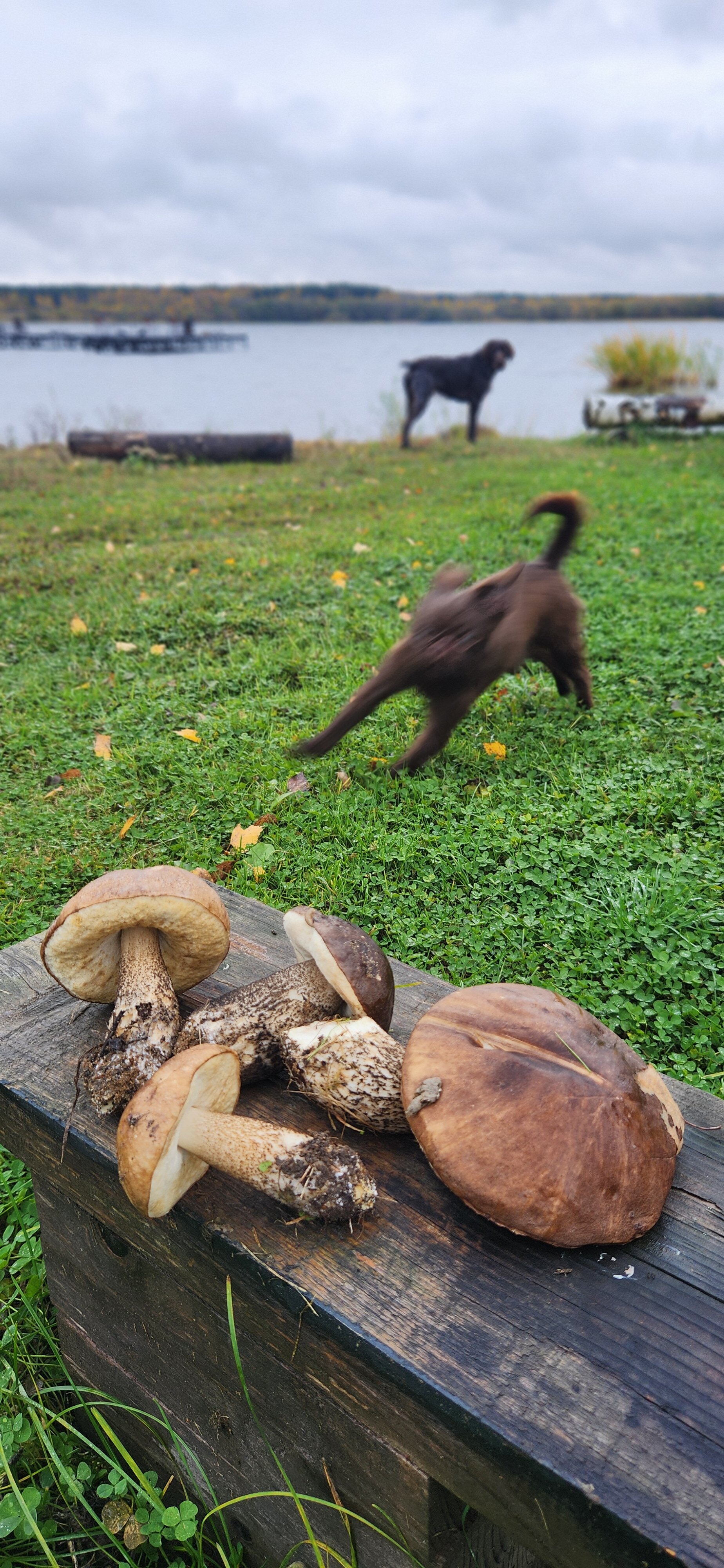 Фото Ёлки зелёные