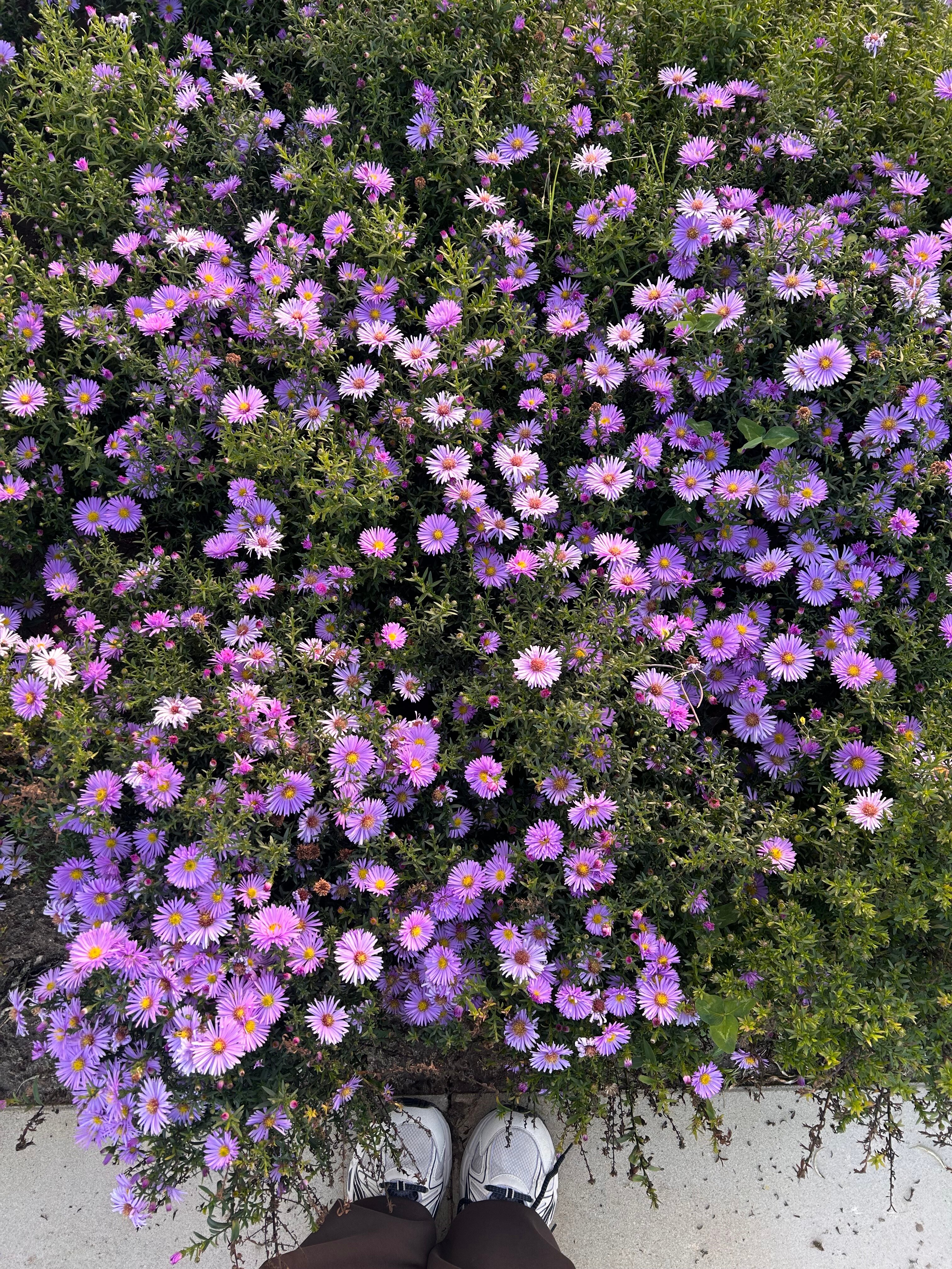 Фото Вилла Пилигрим