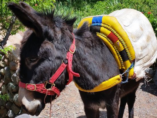 Фото Kasbah Africa