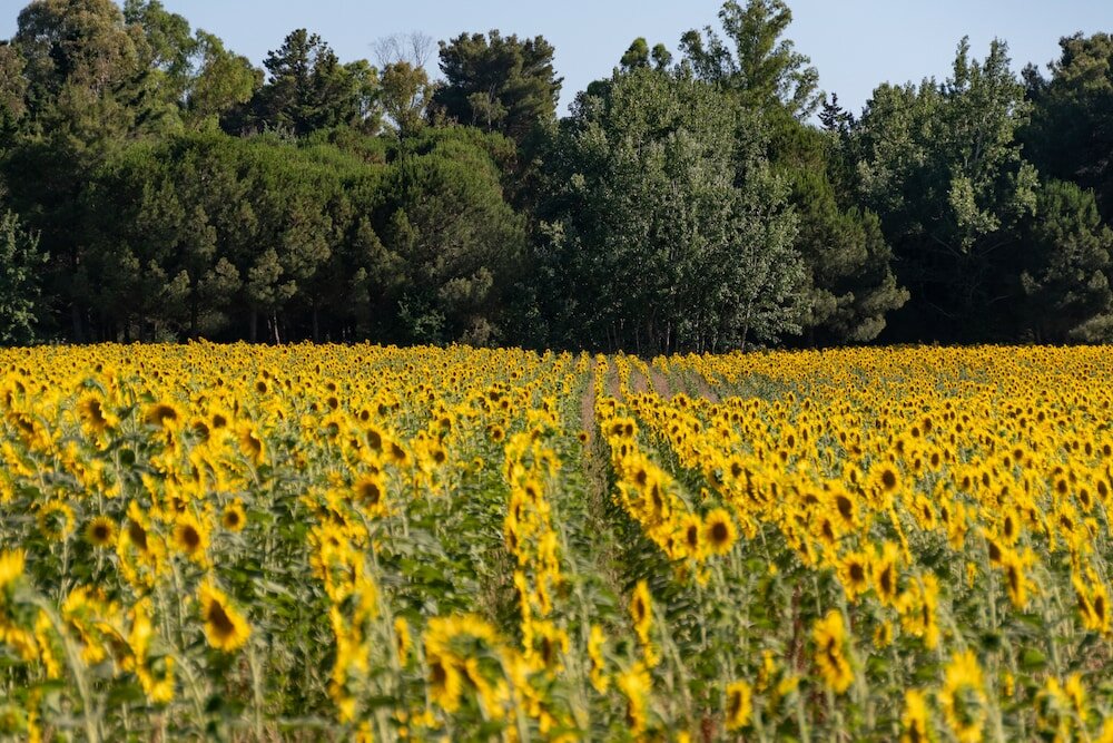 Фото Villaggio Mare Verde