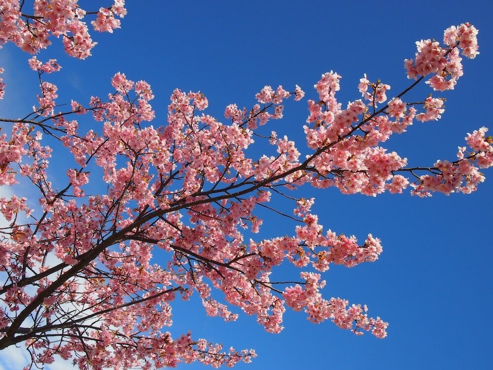 Фото Ito Ryokuyu