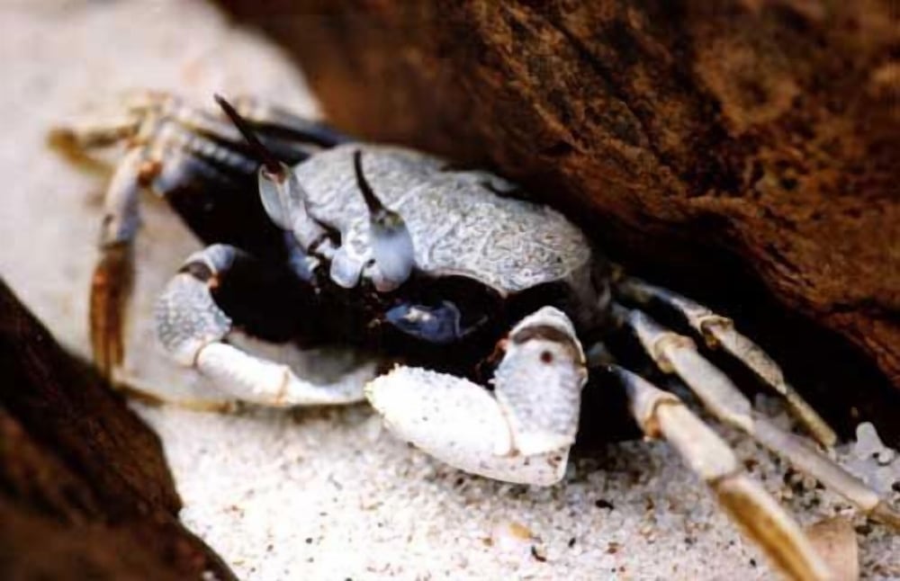 Фото Koh Talu Island Resort