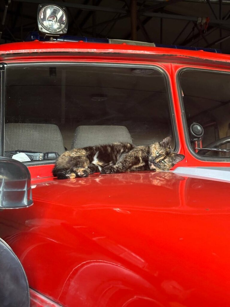 Fire department Пожарно-спасательная часть № 315 ТУ № 5 ГКУ МО Мособлпожспас, Mytischi, photo