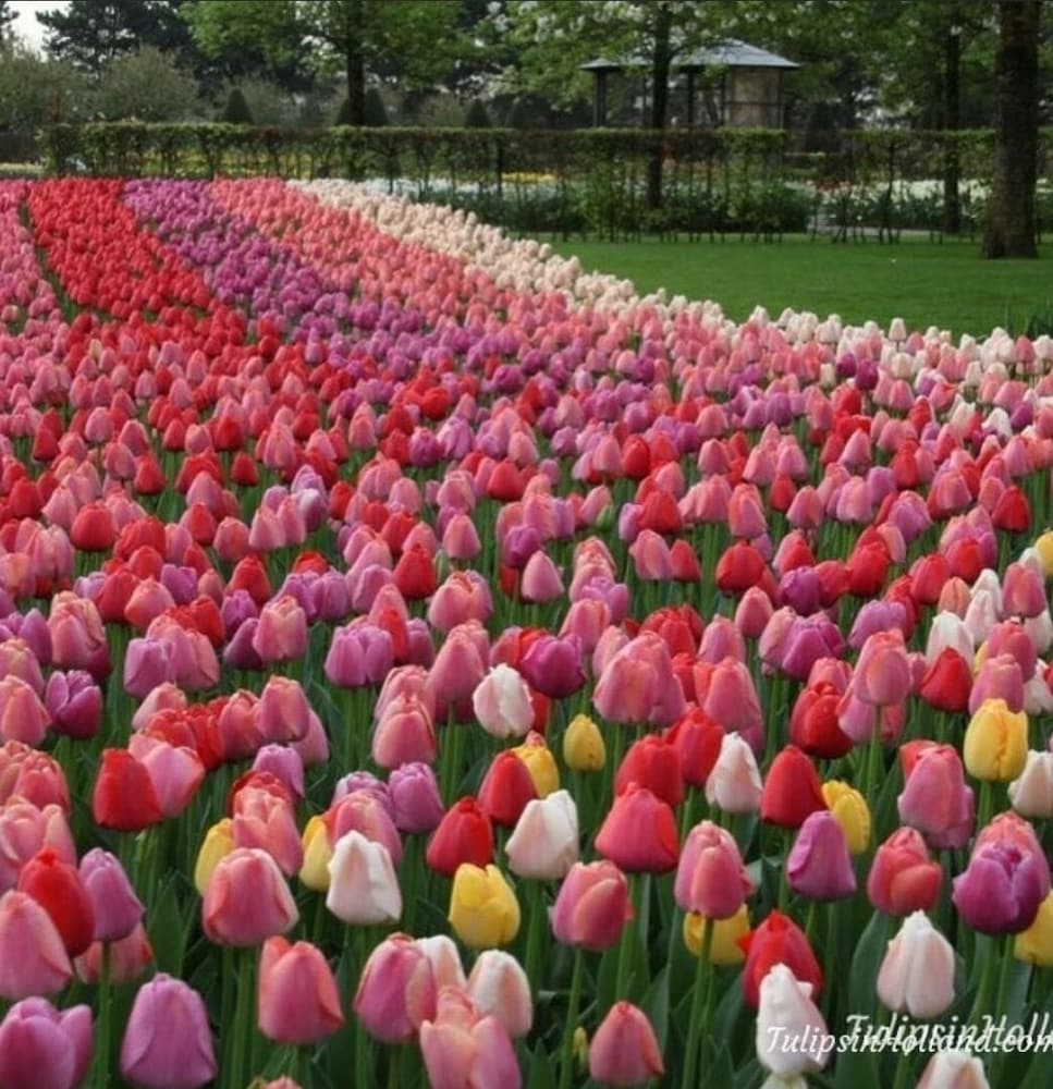 Фото Hotel de Koophandel