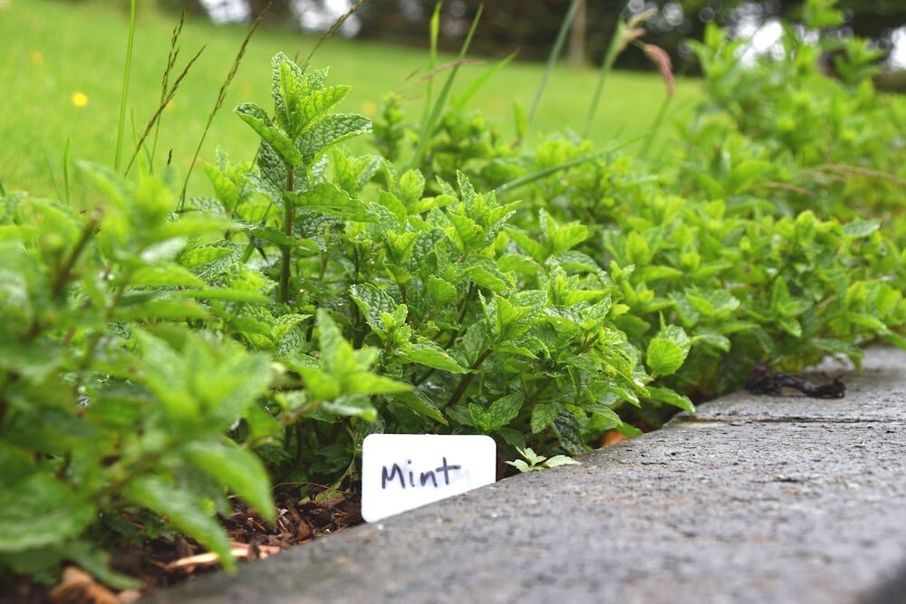 Фото Saplinbrae Hotel and Lodges