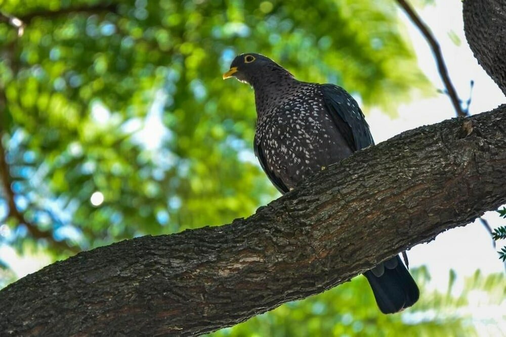 Фото Pierneef's Kraal