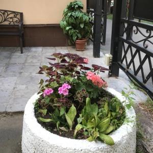 Фото Першерон