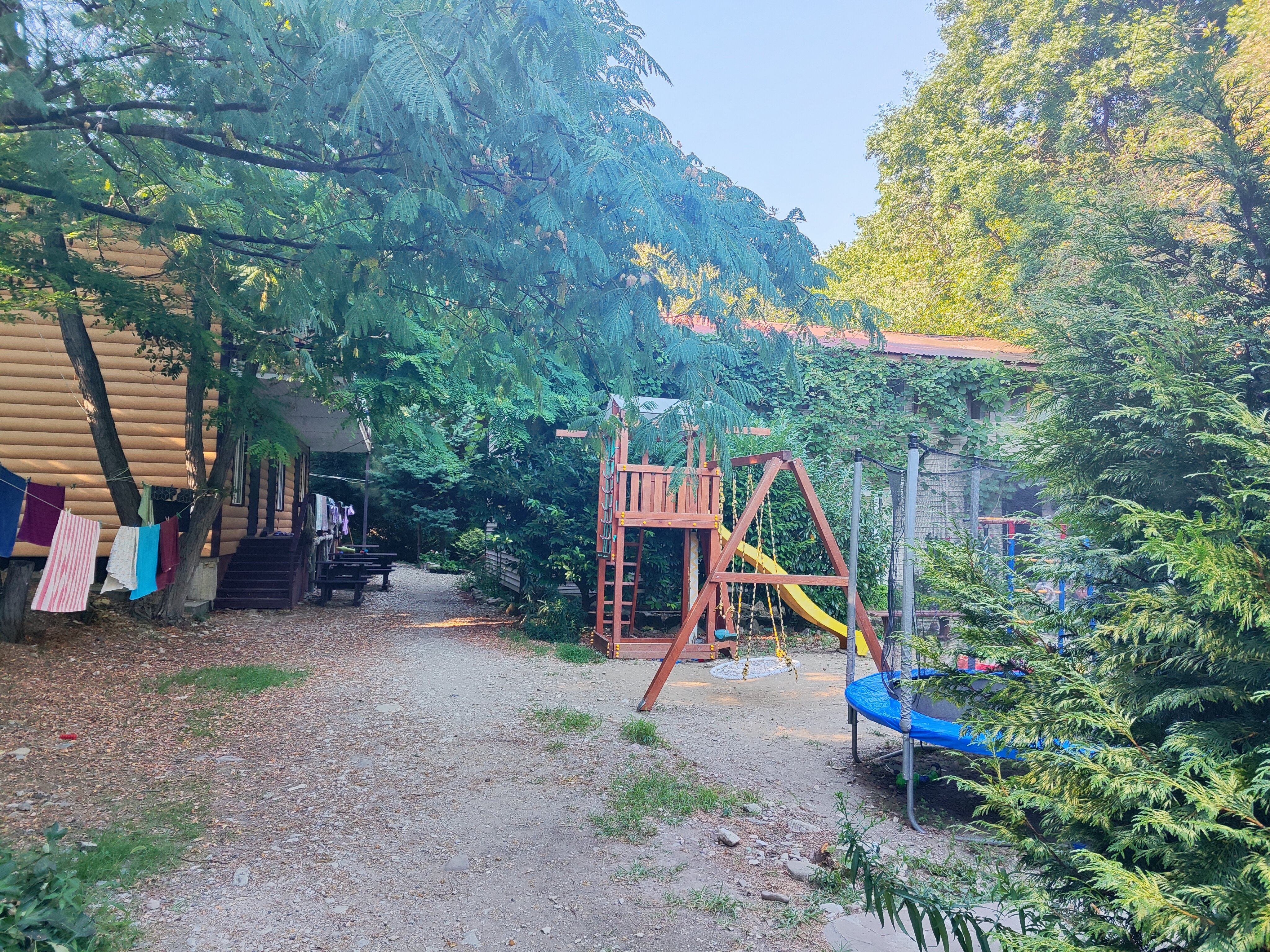 Фото Камелия Gold