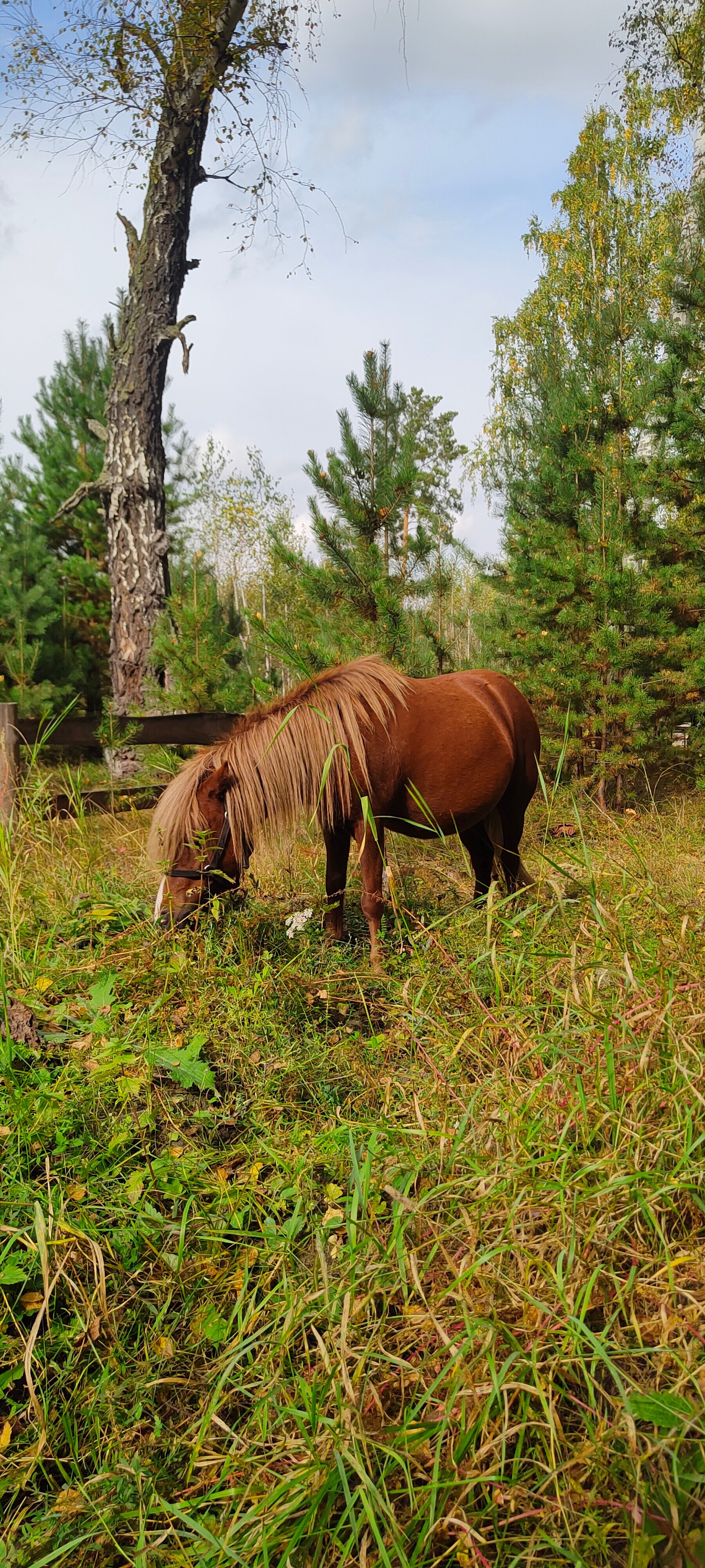 Фото Ветер в соснах