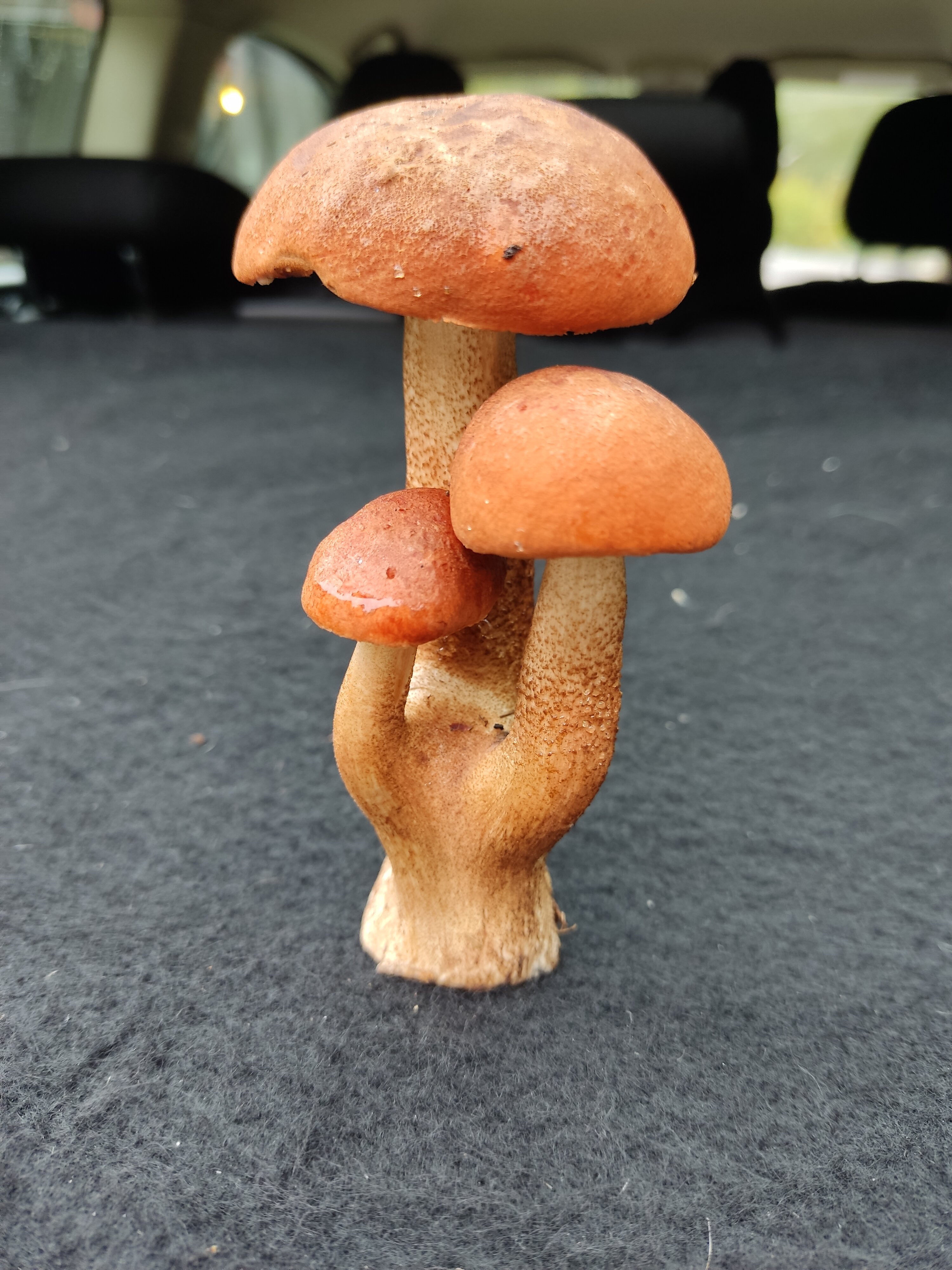 Фото Урозеро