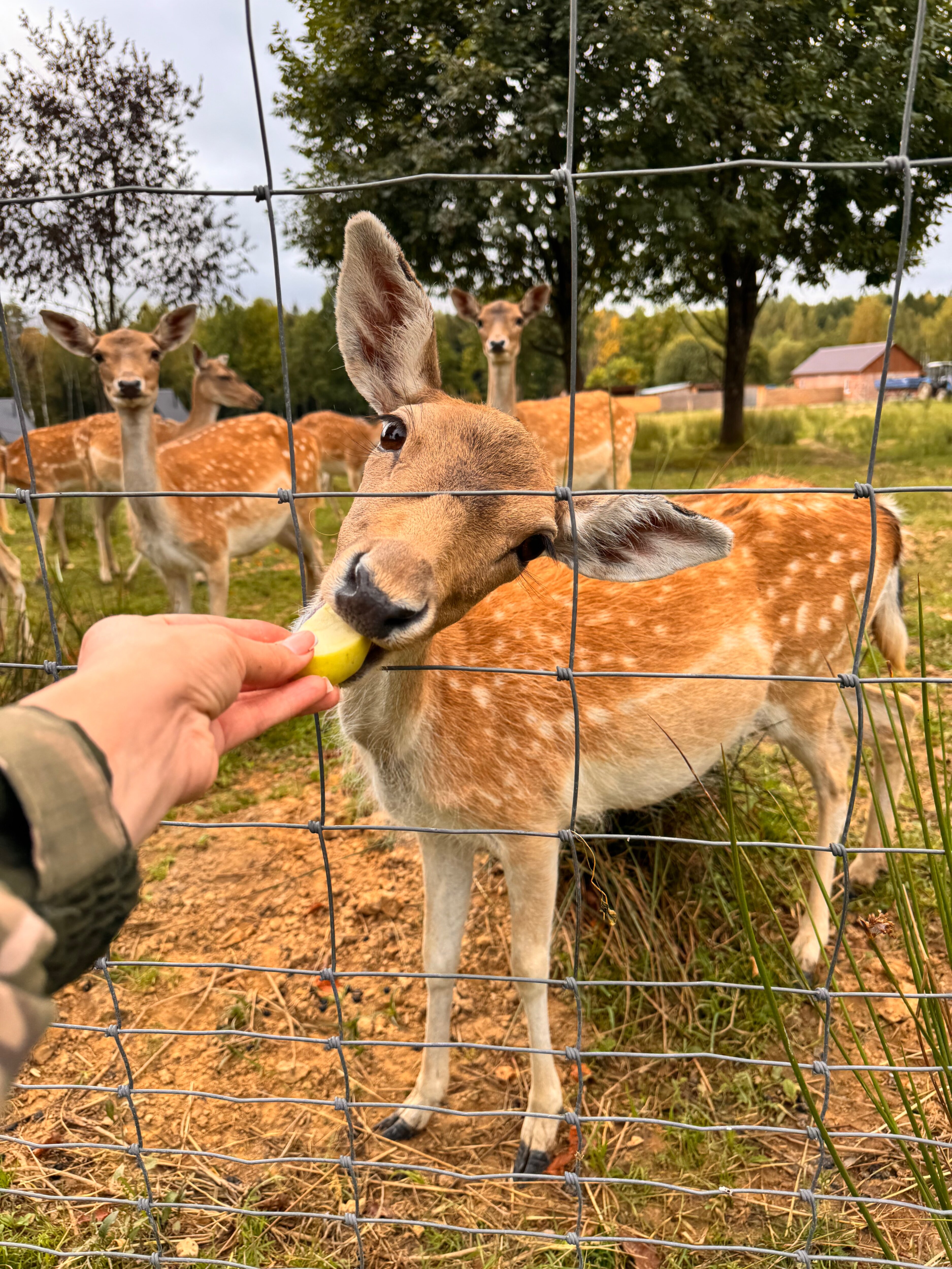 Фото Дом Лани