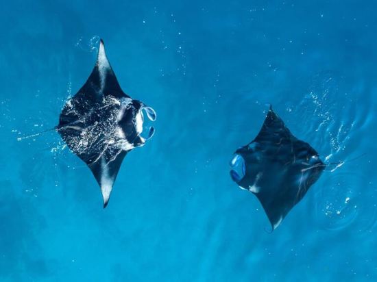 Фото Arena Beach Hotel