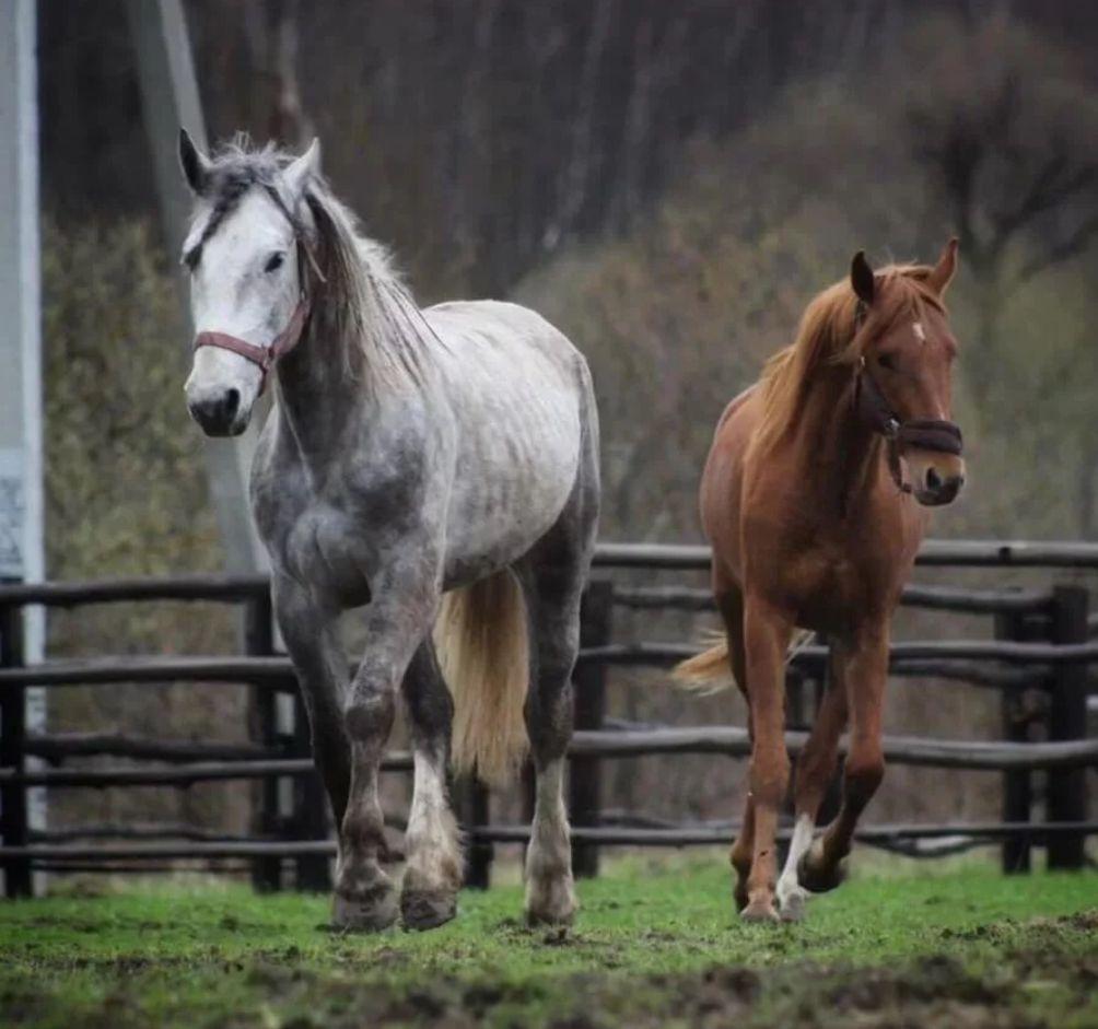 Фото SH Premium Home