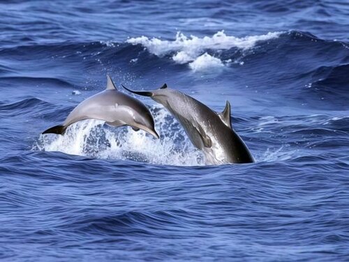 Гостиница Kaani Beach Hotel в Маафуши