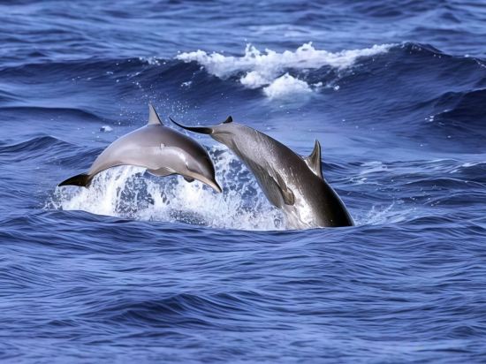 Фото Kaani Beach Hotel