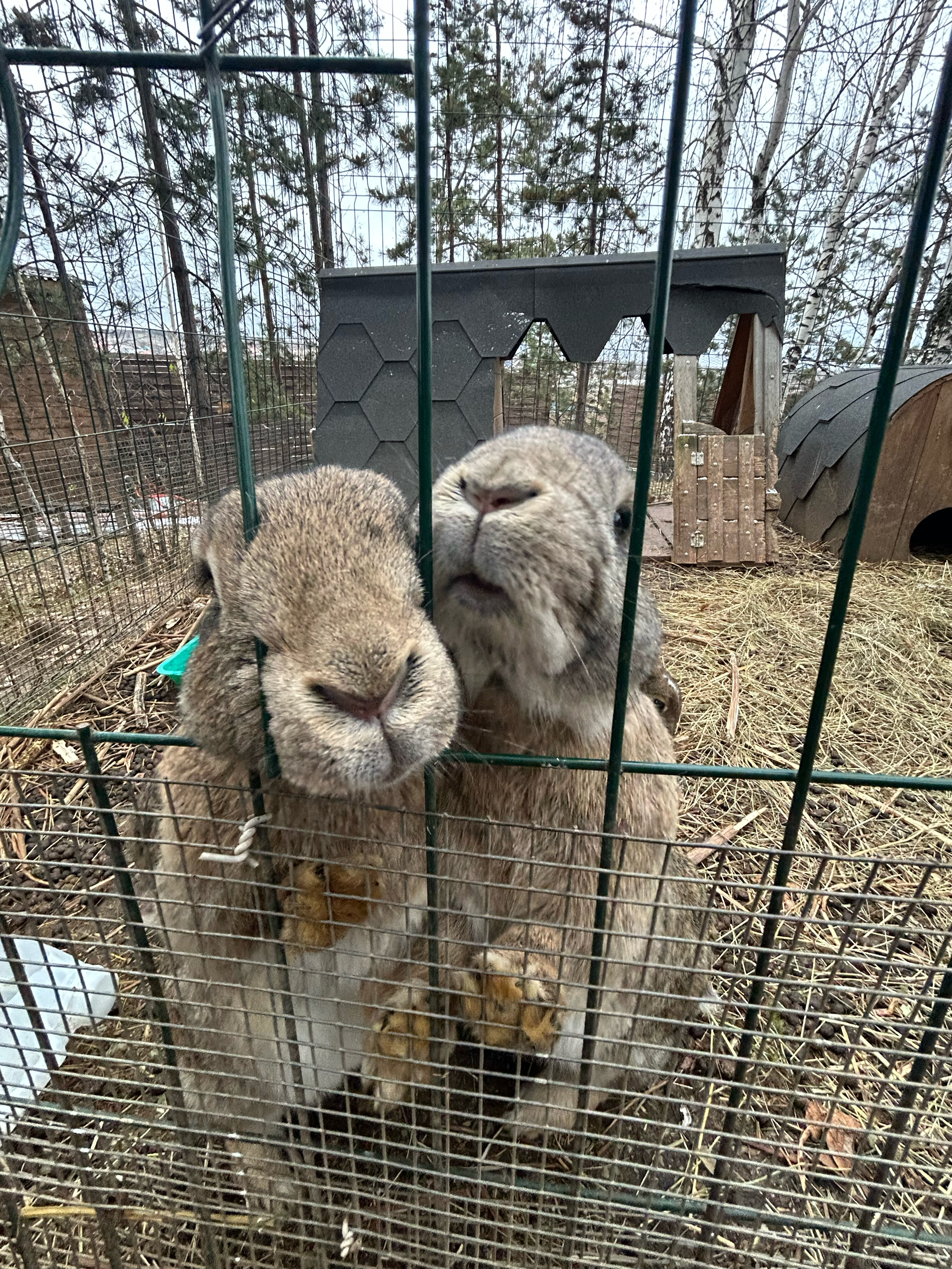 Фото Магия леса