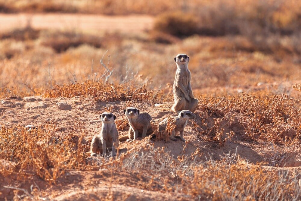 Фото AfriCamps Klein Karoo