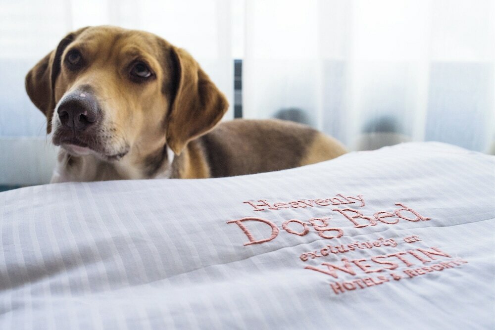 Фото The Westin Crystal City Reagan National Airport