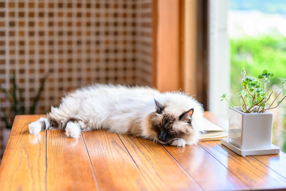 Фото Yufuin Waraneko no Yado