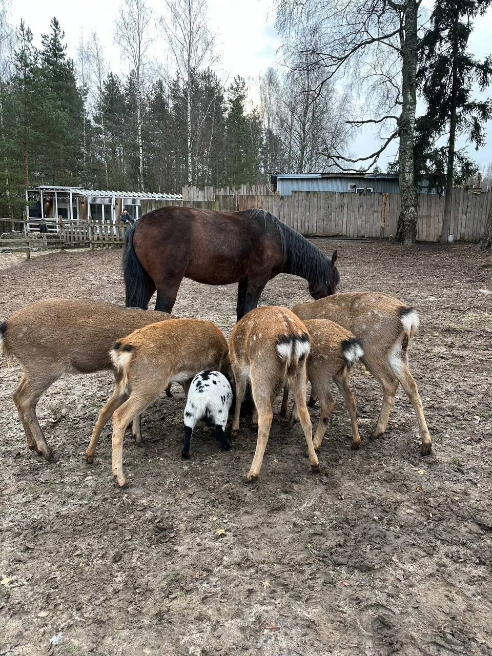 Фото Дикое подворье