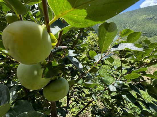 Фото Wangdue EcoLodge