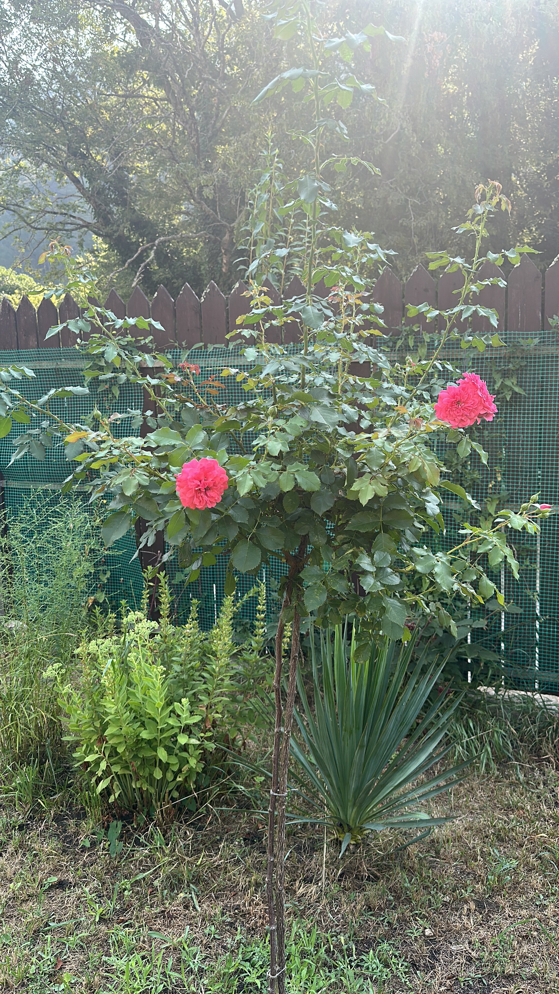 Фото Лесной домик Ель