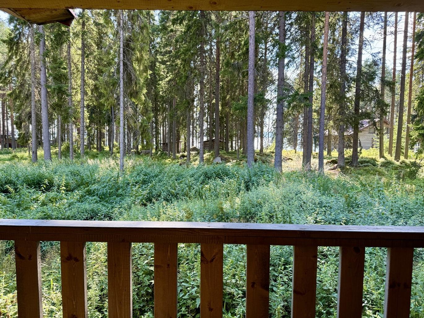 Фото Медвежка в Карелии