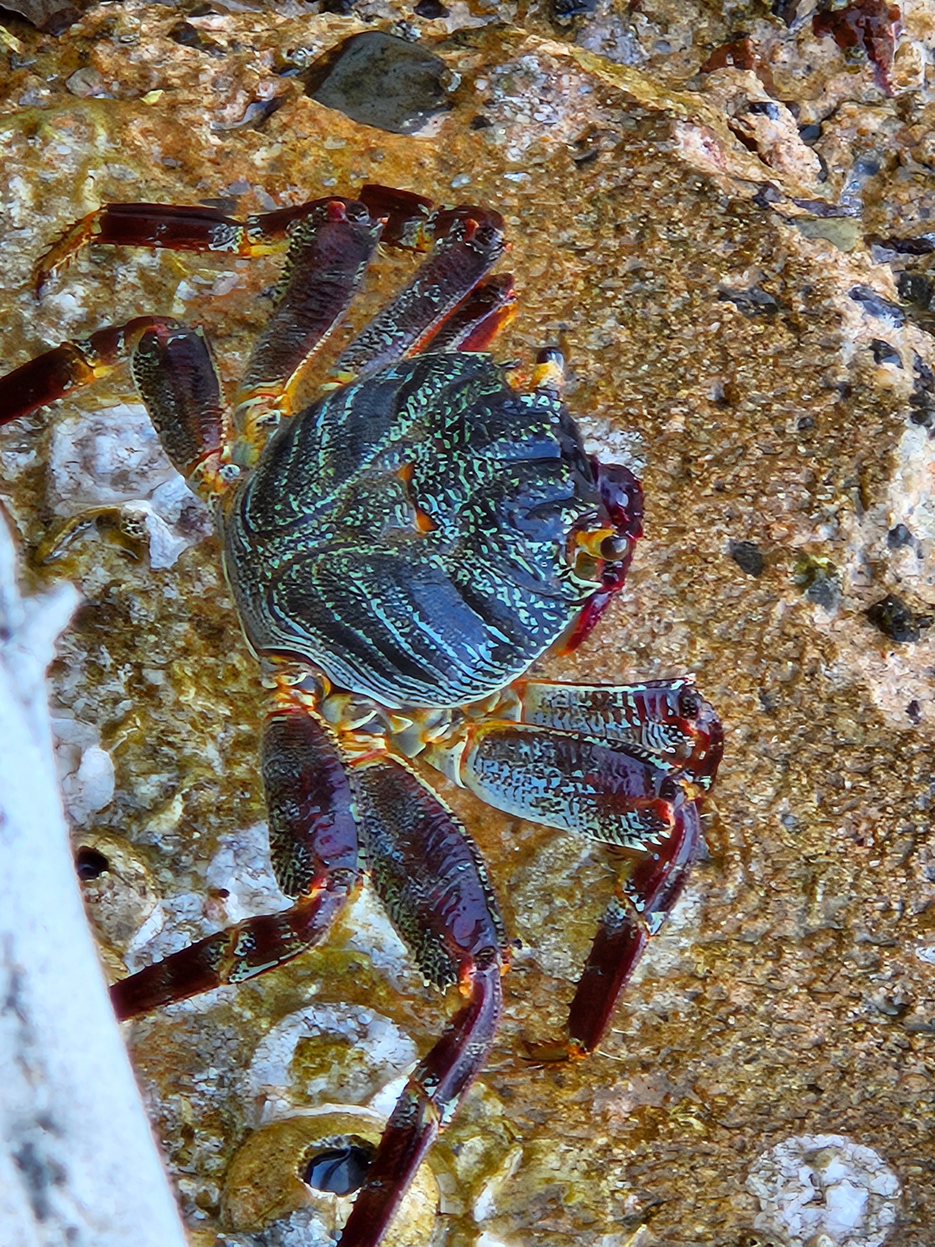 Фото Arabia Azur Resort