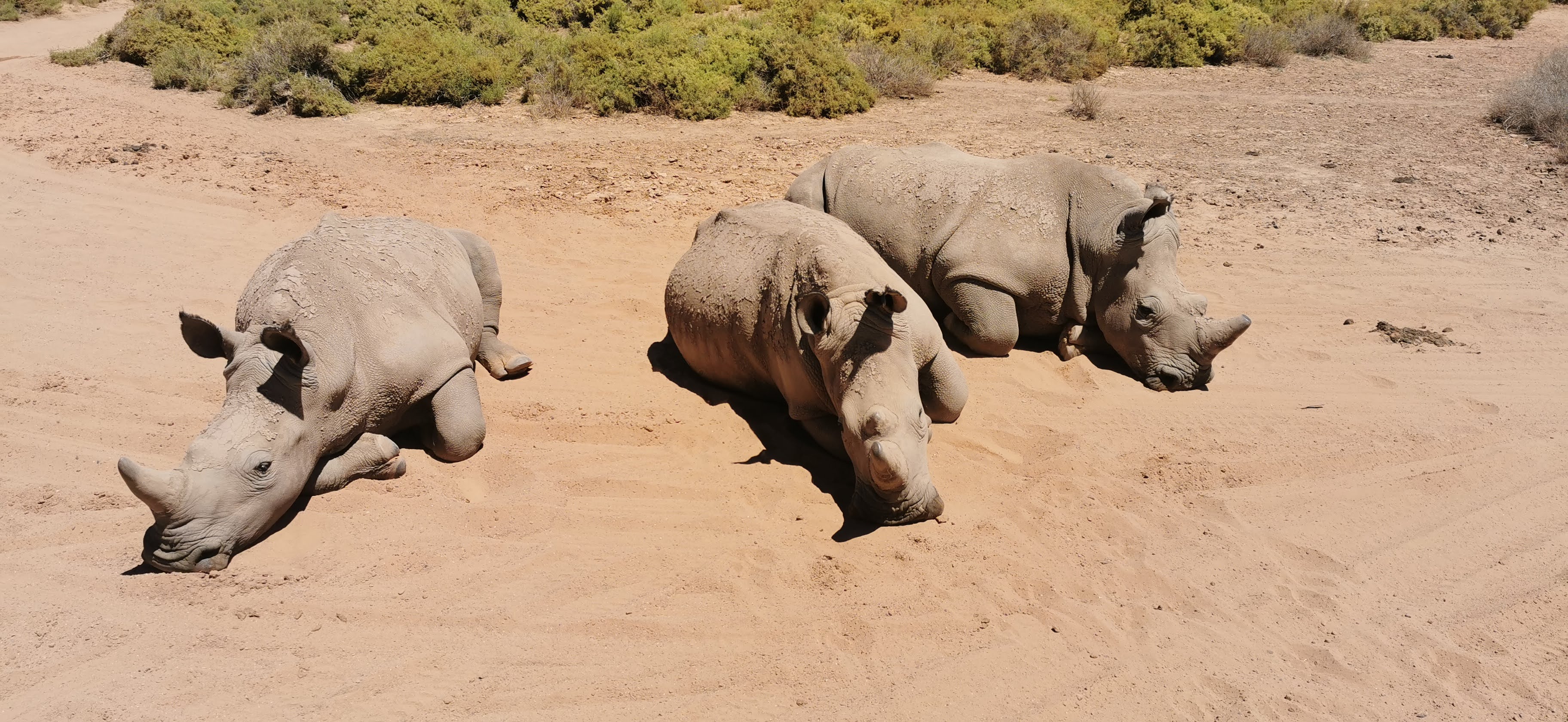 Фото Aquila Private Game Reserve & SPA