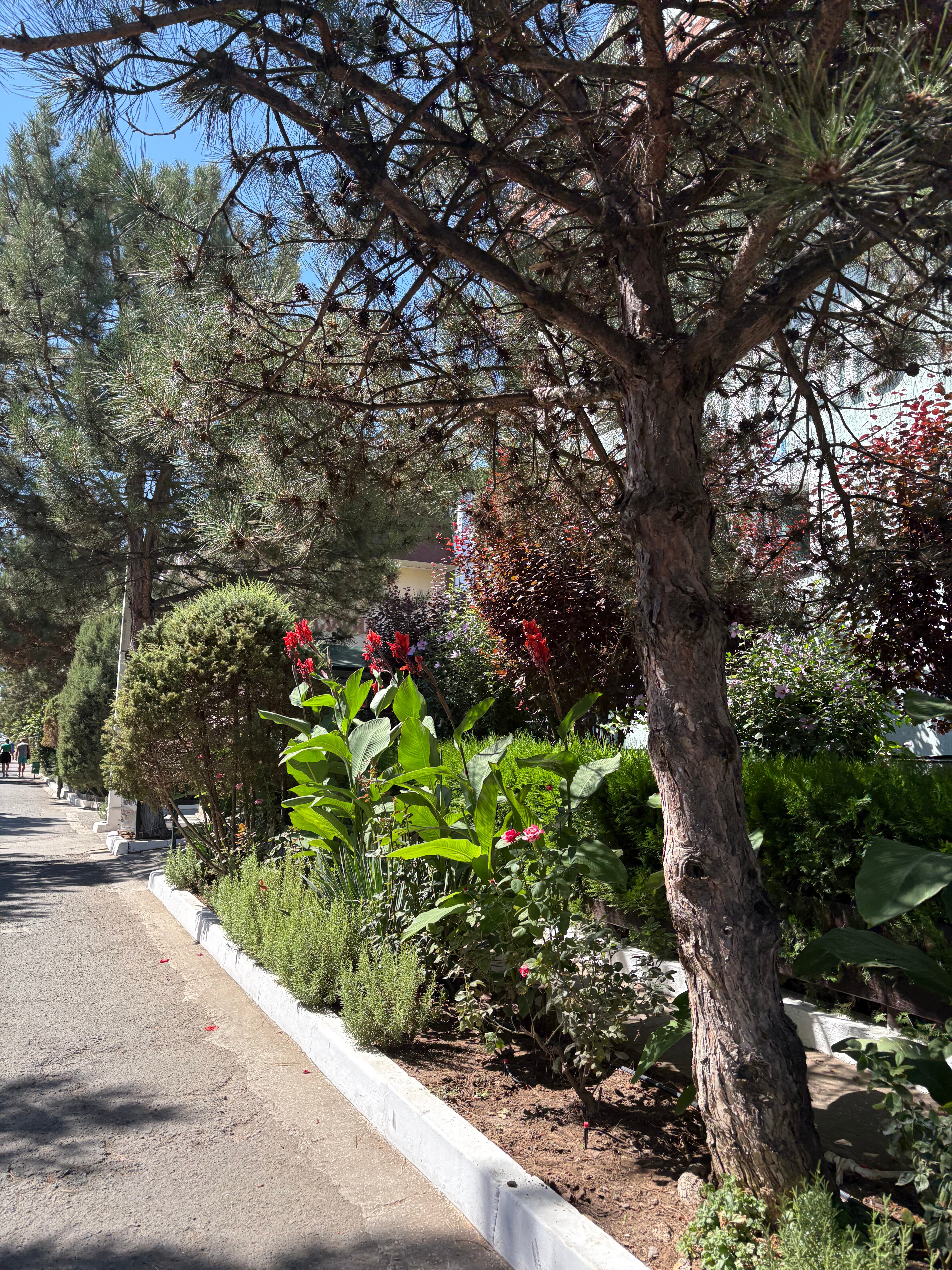 Фото Жемчужина