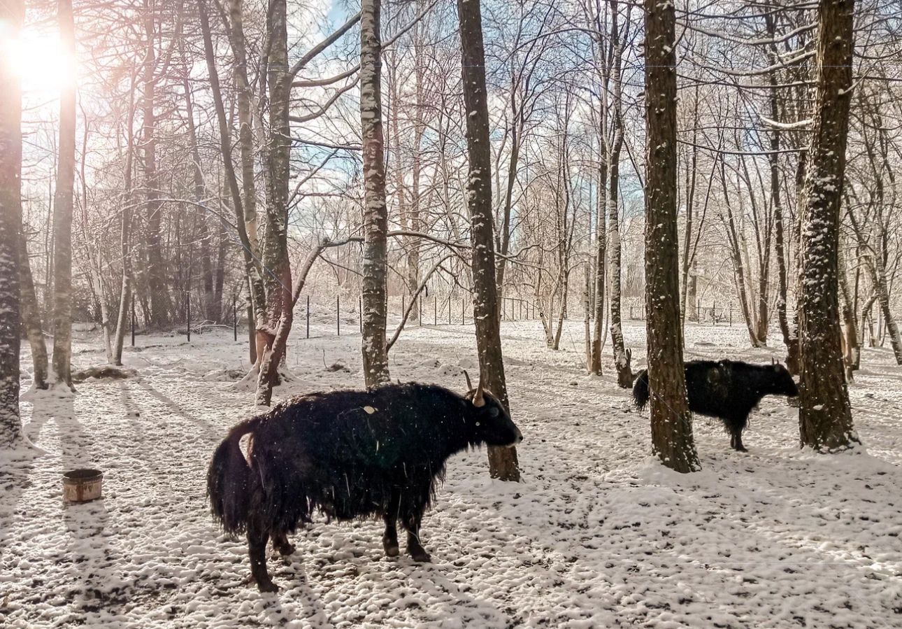 Фото Русские Сезоны Вятские Дачи