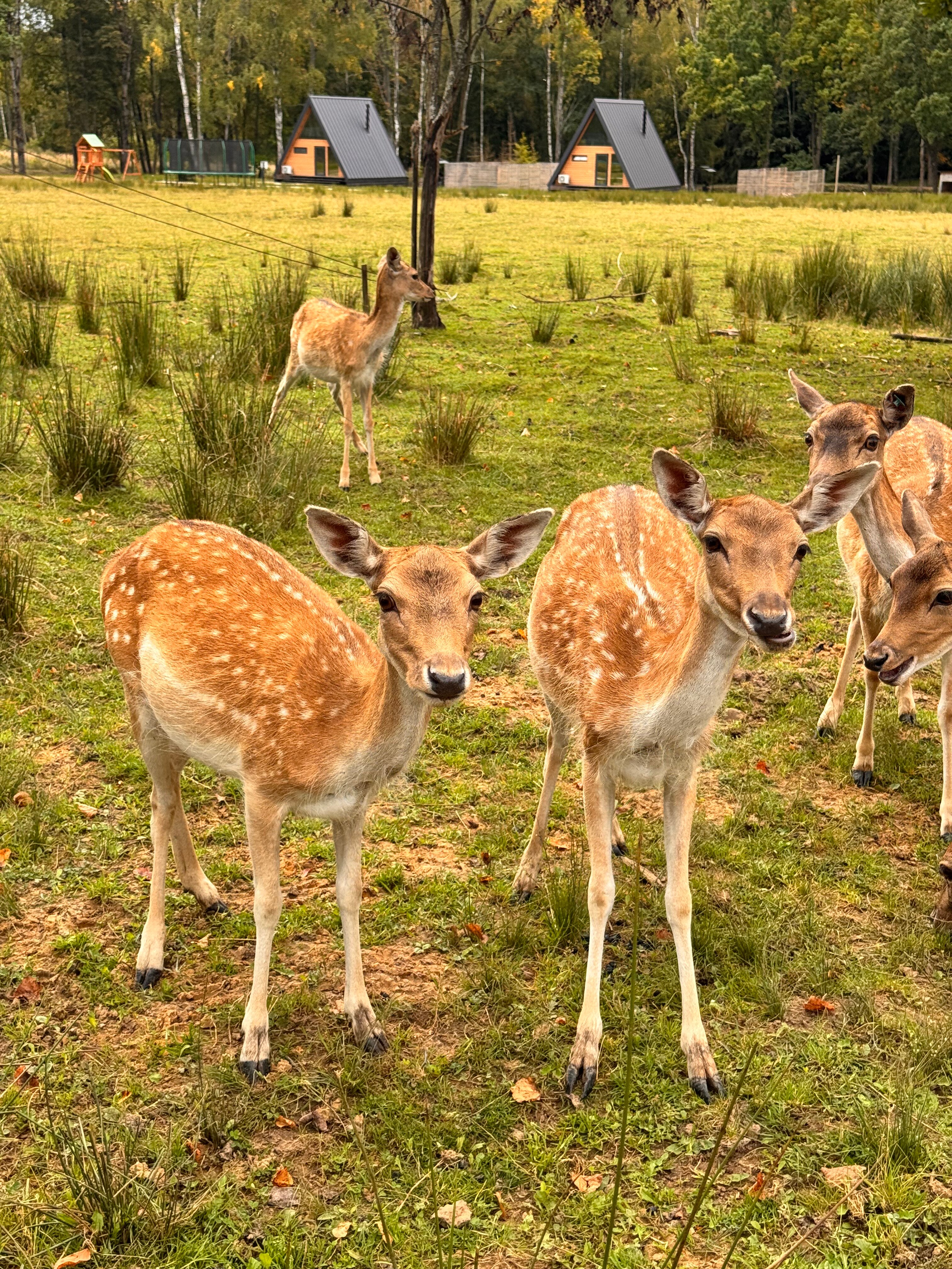 Фото Дом Лани