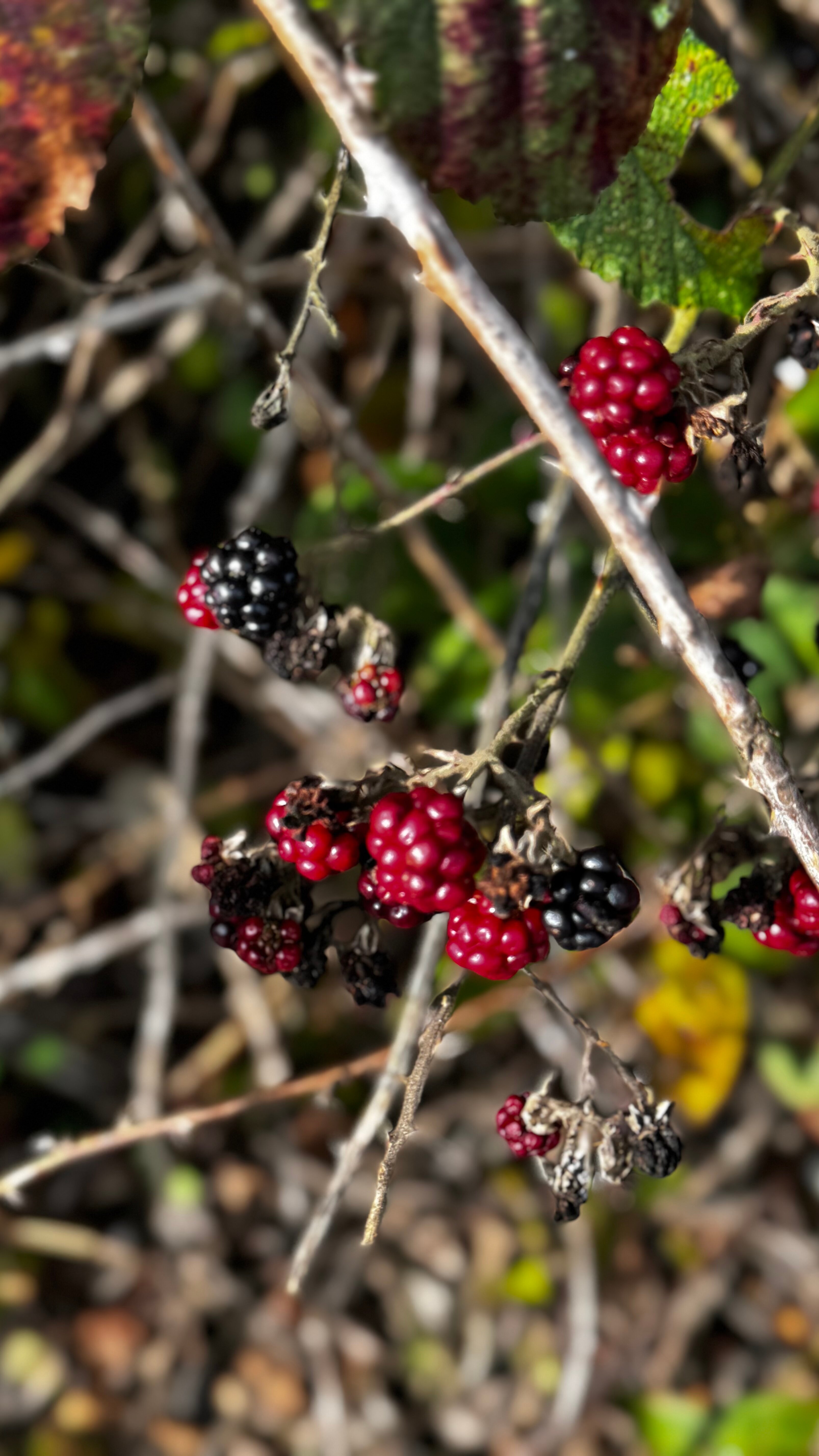 Фото Ален Хаус