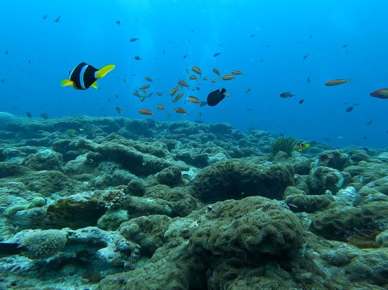 Фото Liberty Guest House Maldives
