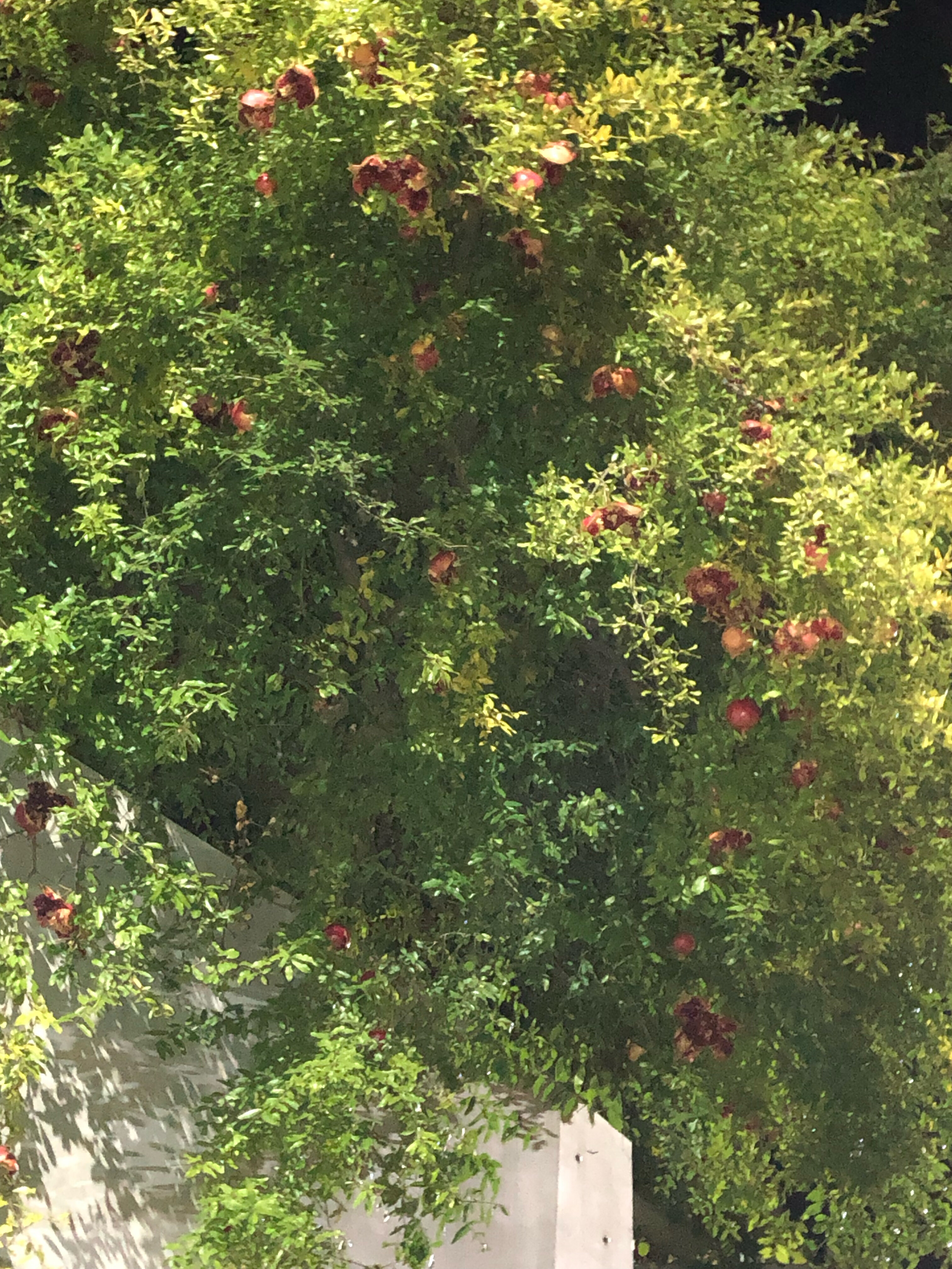 Фото Гостевой дом Ласточкин