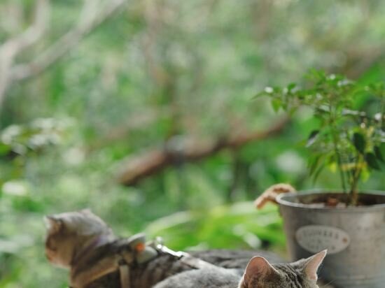 Фото Proud Phu Fah Muang Chiang Mai