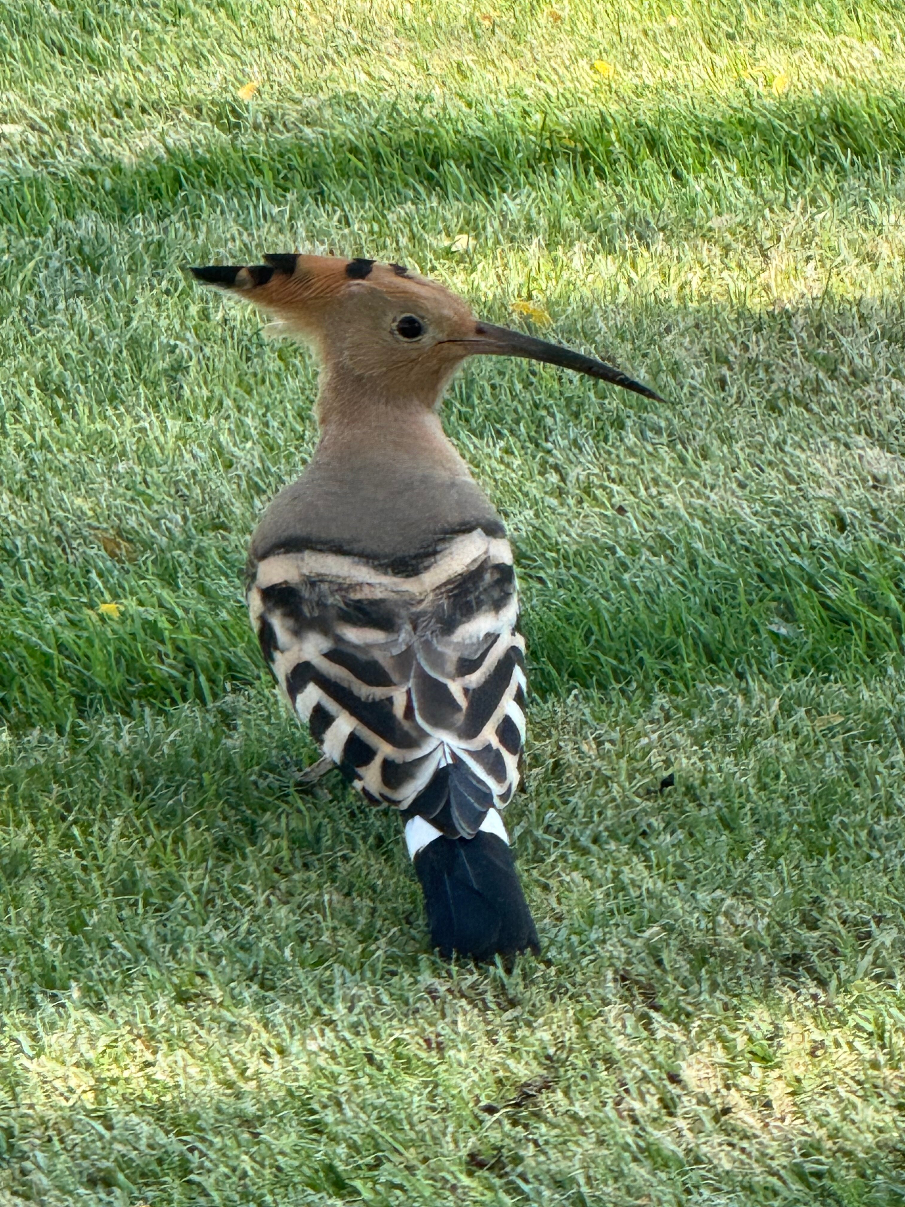 Фото Jaz Belvedere