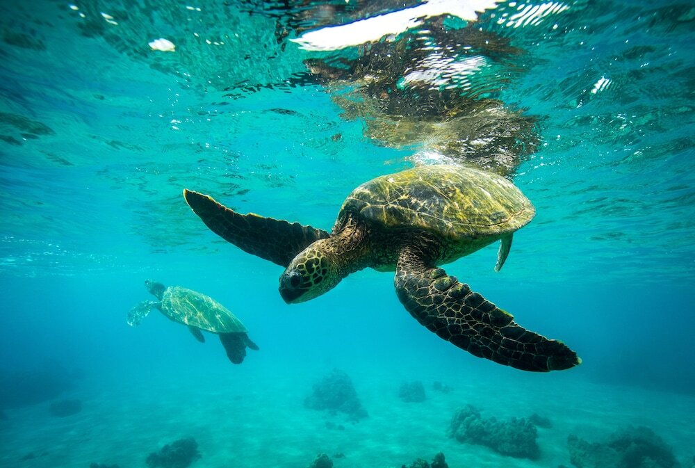 Фото Four Seasons Resort Maui at Wailea