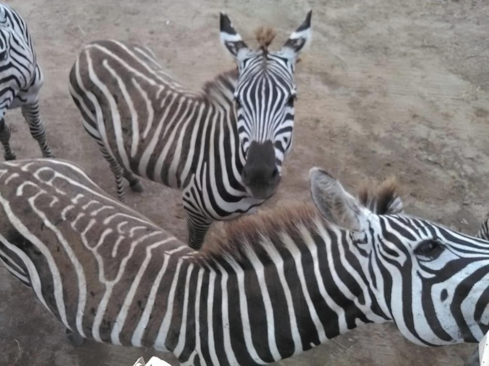 Фото Hotel Guanacaste