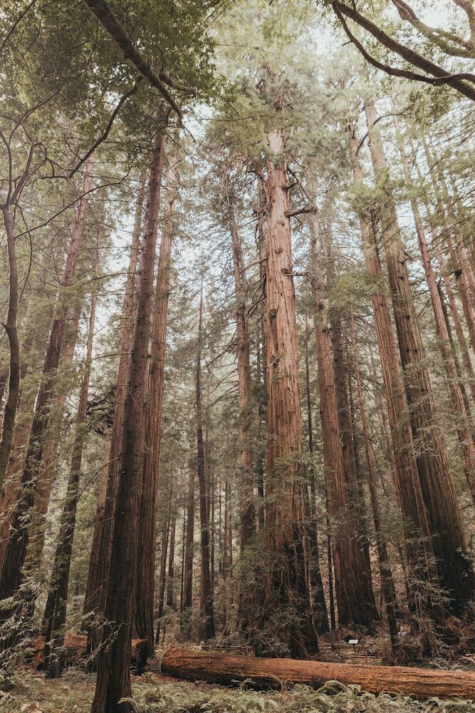 Фото Marin Suites Hotel